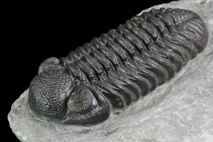 Phacops Araw Trilobite - New Phacopid Species #89326